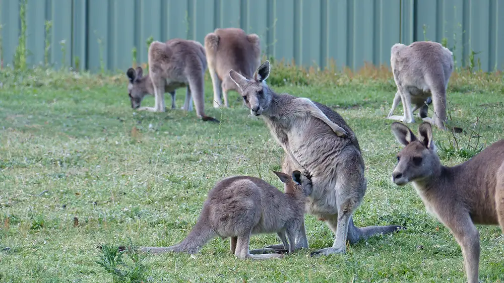 Great Ocean Road & Grampians 3 Days 2 Nights from Adelaide to Melbourne