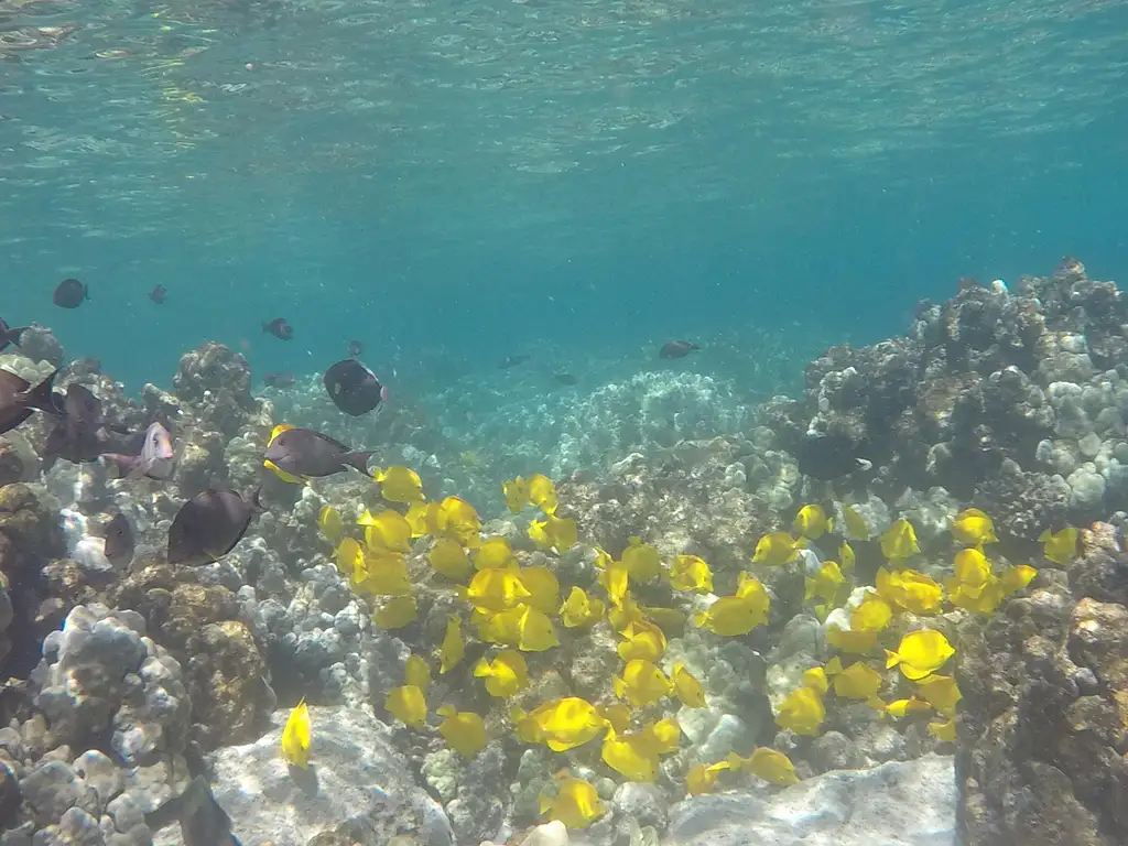 Morning Kealakekua Snorkel and Sail