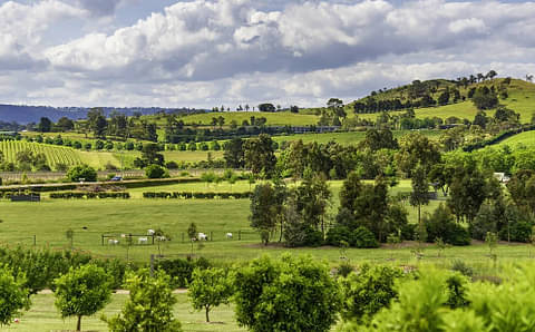Melbourne Wine Tour