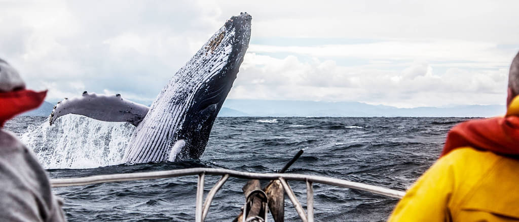 Best Deal Whale and Dolphin Watching