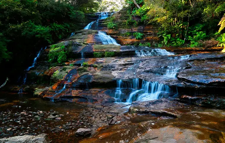 Blue Mountains Small Group Wildlife Tour