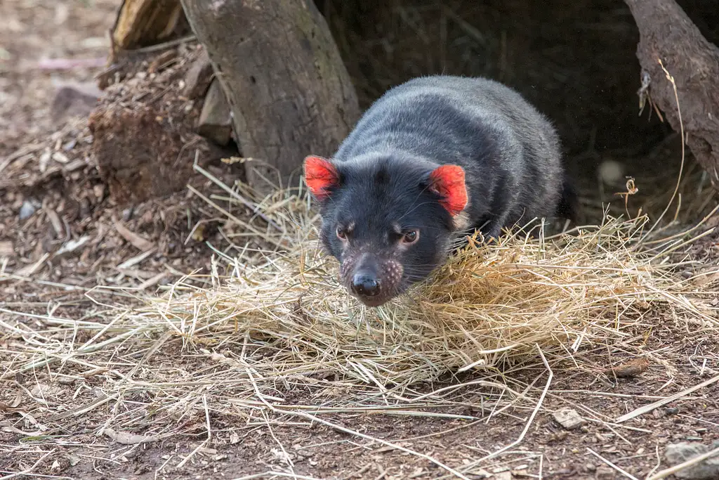 2 Day Two of Tasmania's Best Tour – Hobart and Bruny Island