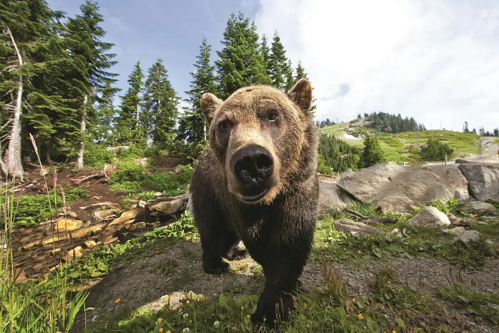 Grouse Mountain Admission Ticket