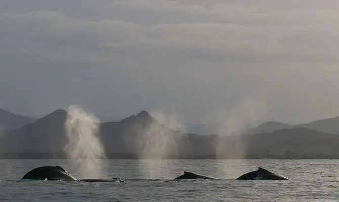 Byron Bay Whale Watching Tour