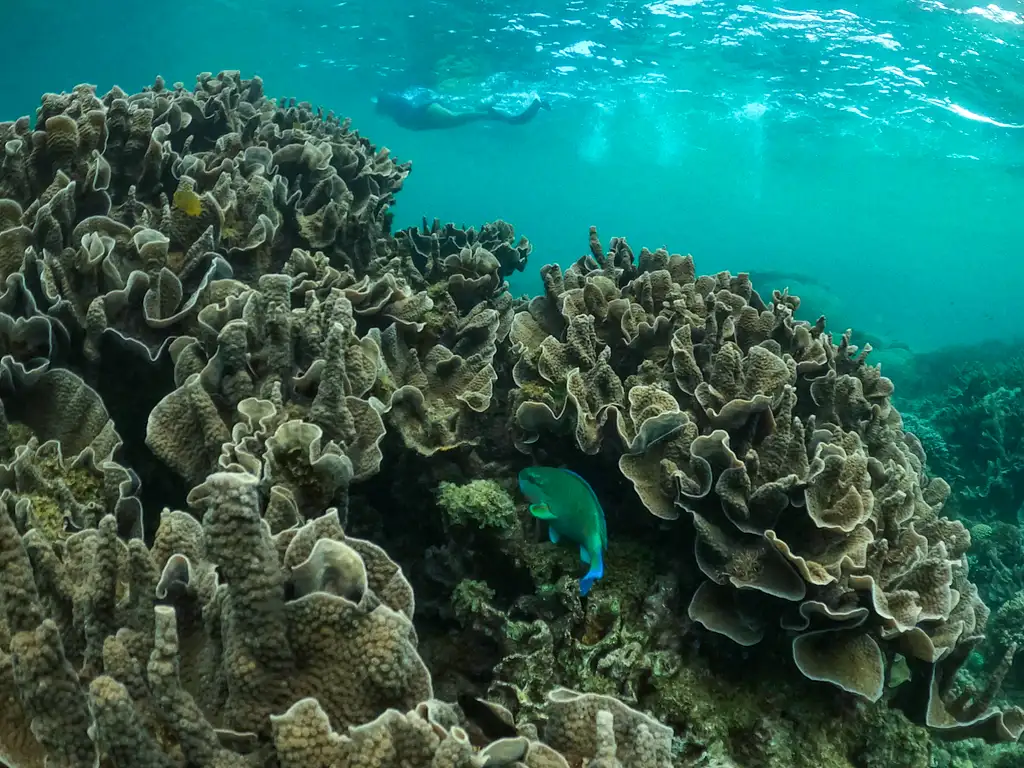 Coral By Kayak | Exmouth