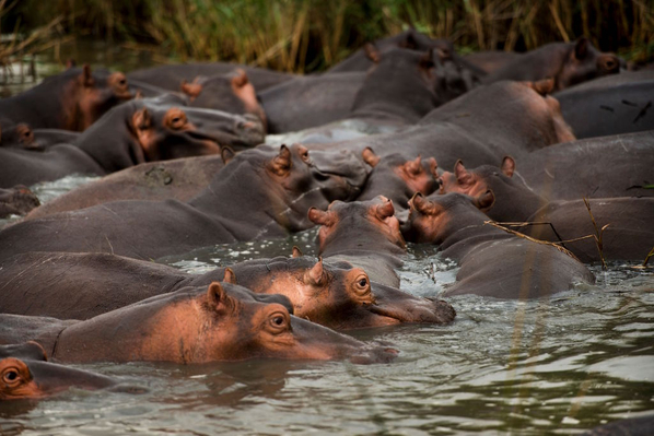 African hippo wildlife safari