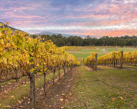 Yarra Valley tours