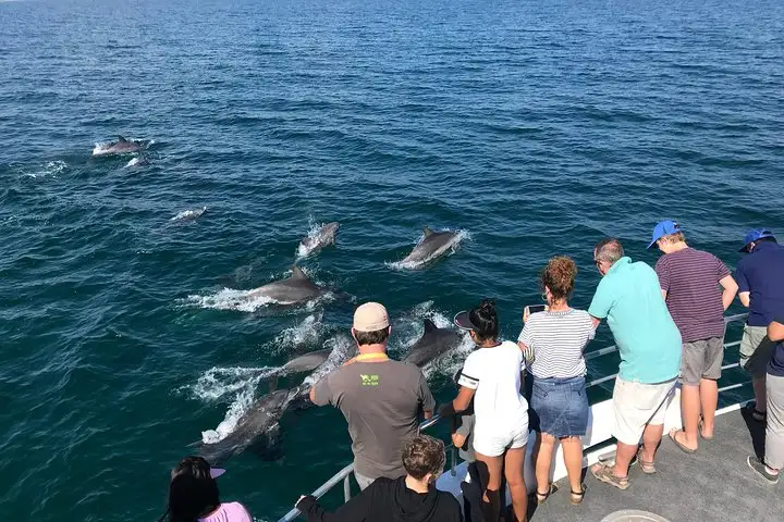 Jervis Bay Dolphin Cruise
