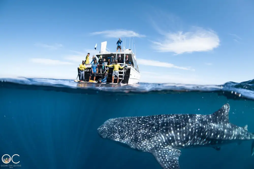 Whale Shark Adventure | Coral Bay