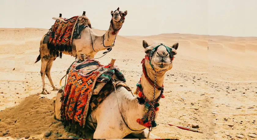 North India Adventure