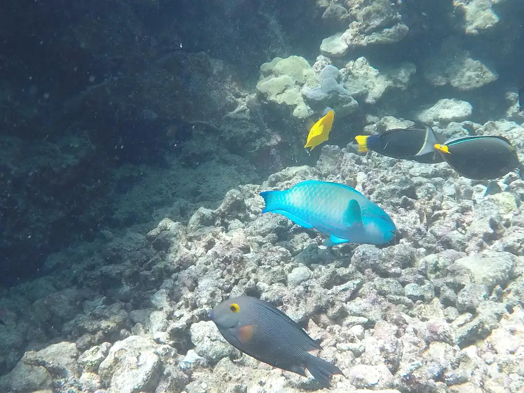 Morning Kealakekua Snorkel and Sail