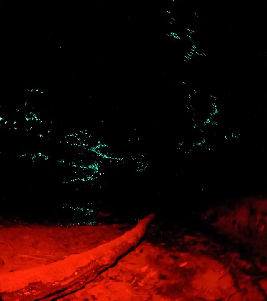 Wollemi 4WD & Glow Worm Tunnel Adventure Tour