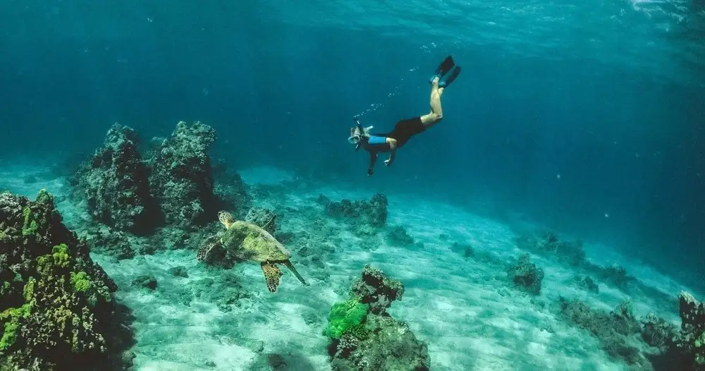 Sea turtle workshop + Snorkelling Tour