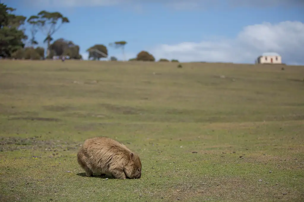 Maria Island Day Tour From Hobart