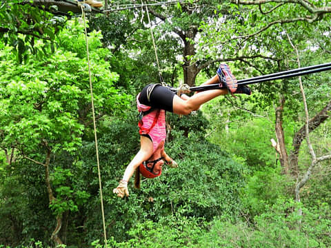 guanacaste-canopy