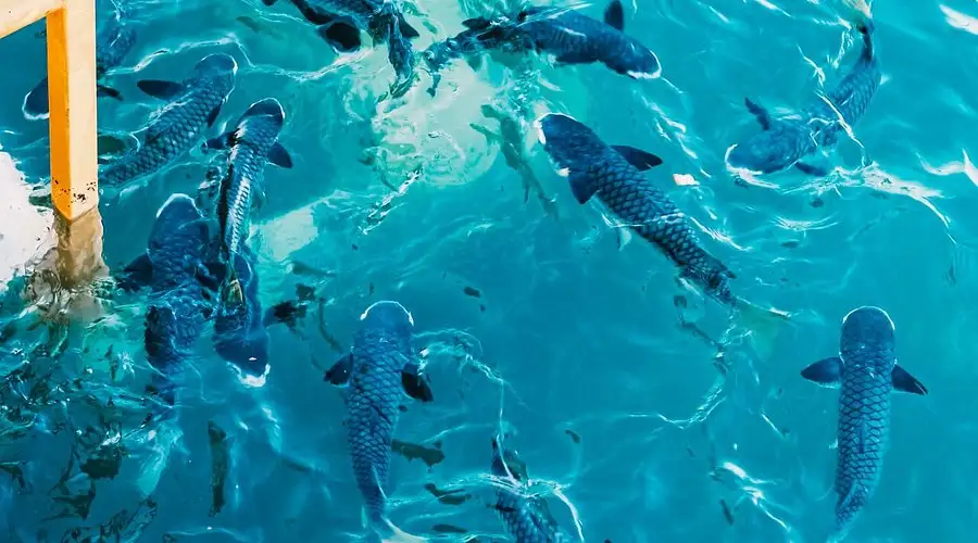 Aquascene - Fish Feeding Sanctuary | Darwin