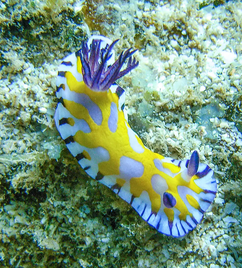 Dive The Muiron Islands from Exmouth | Certified & Intro Dives