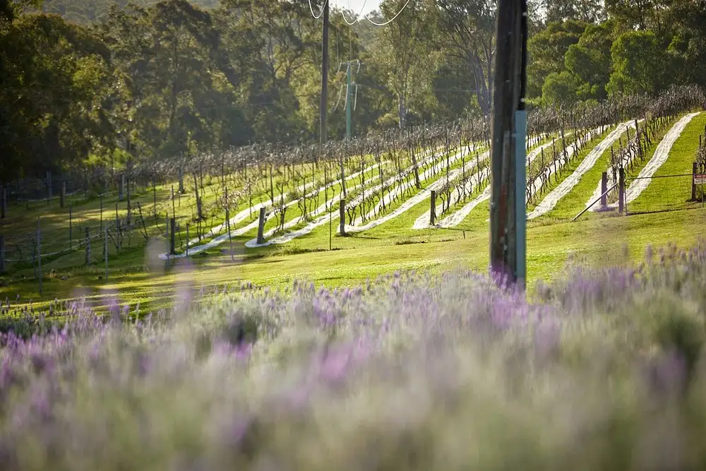 Sirromet Winery: Winery Tour & Tasting 2-course Lunch
