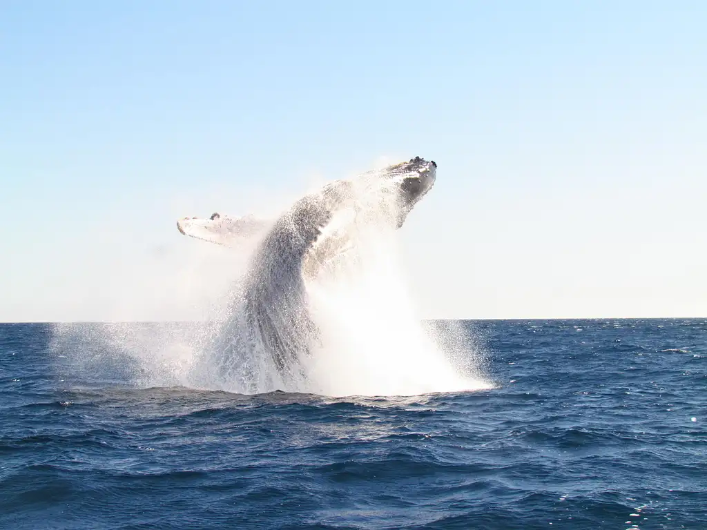 Whale Watching Tour Cabo San Lucas