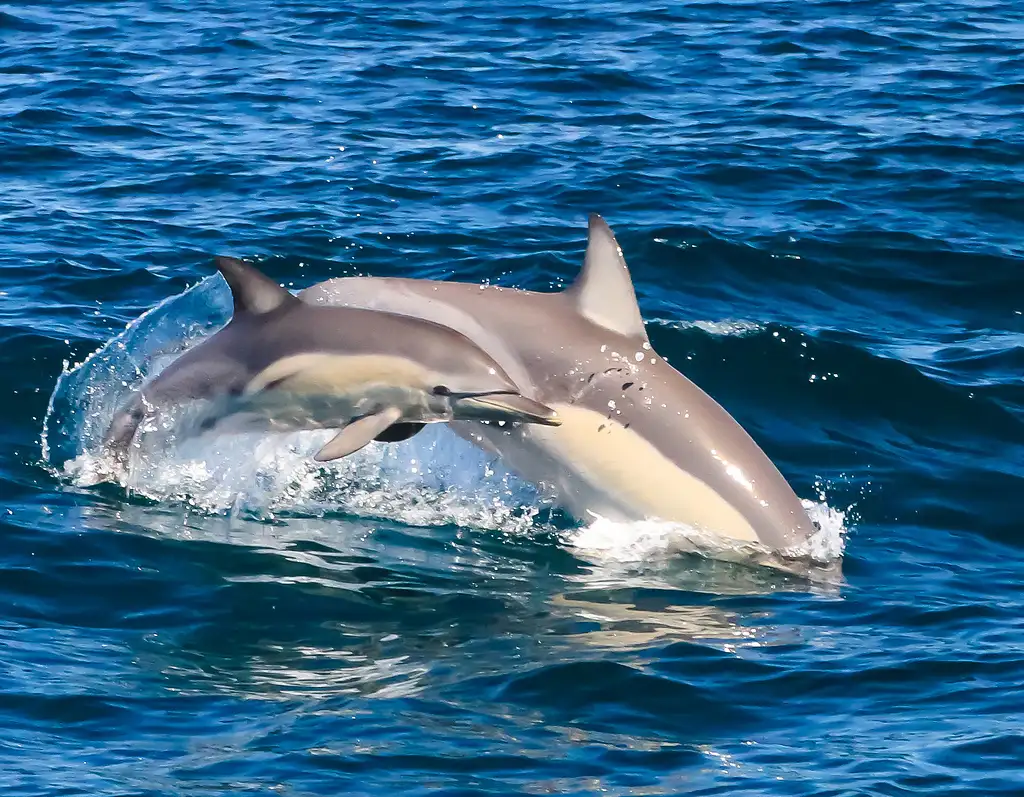 Byron Bay Dolphin Cruise from Ballina