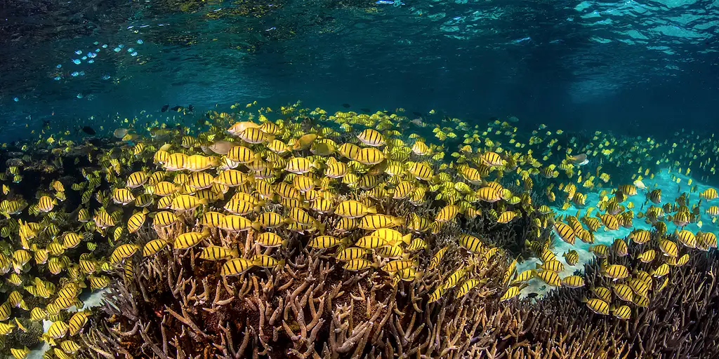 Exmouth Coral Viewing & Snorkel Tours