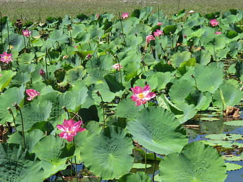 Kakadu in a Day Flight Tour deals