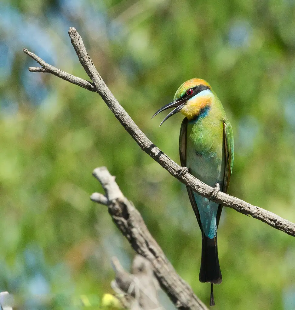 Corroboree Billabong | 2 Hour Sunrise Wetland Cruise