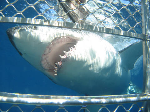 shark encounter