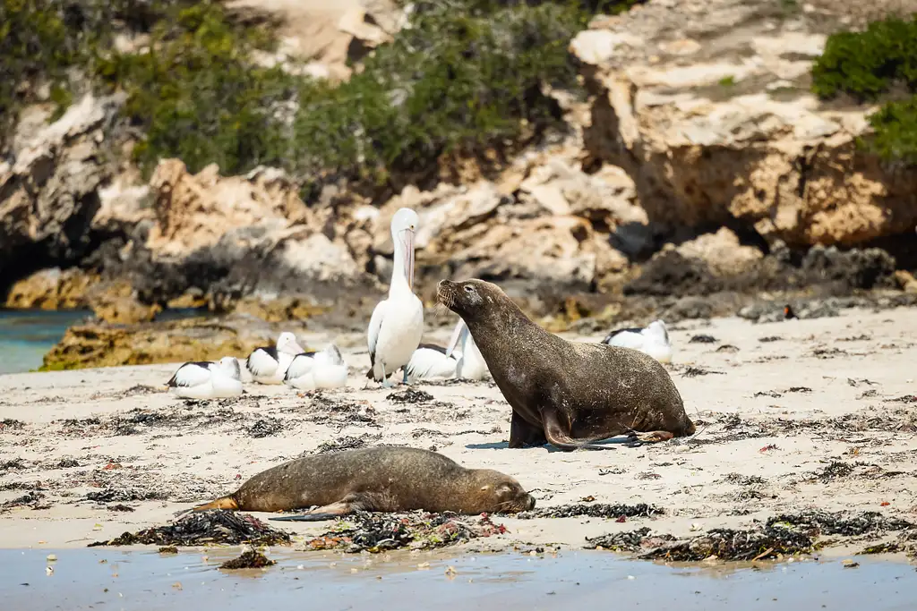 Dolphin, Penguin and Sea Lion Cruise - Departing Penguin Island