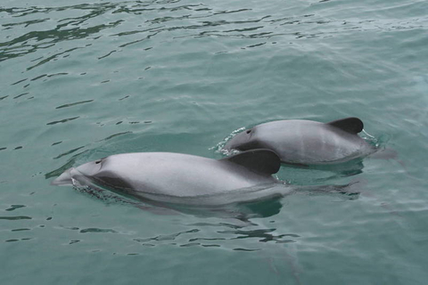 cheap akaroa dolphin cruises