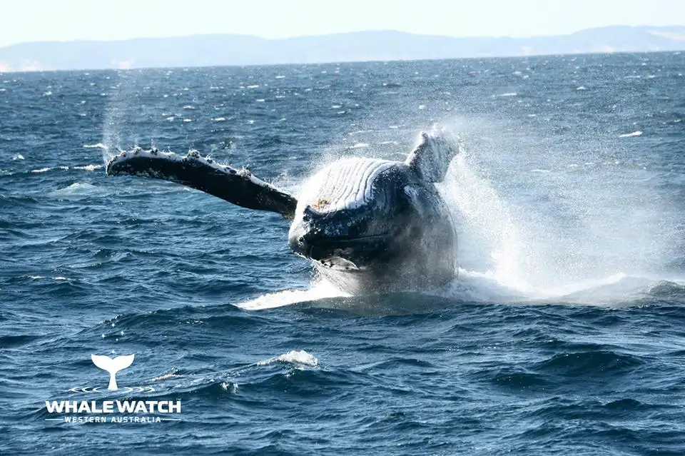 Whale Watch Experience AUGUSTA