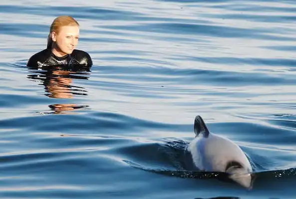 A person in a black wetsuit floating in Akaroa's calm grey-blue waters. Their hair is wet, and their head and shoulders are above the water. They are looking at a small dolphin swimming very close to them.