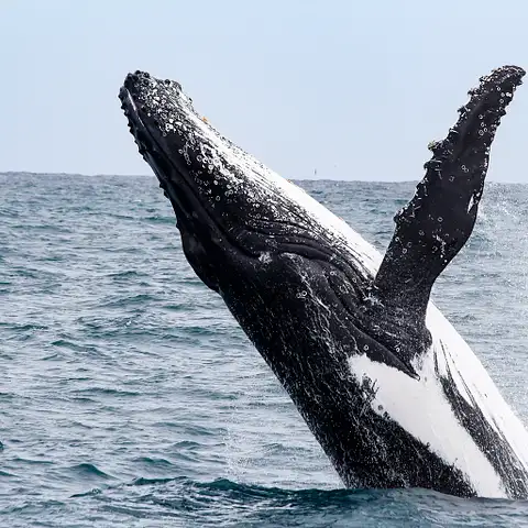 humpback-whale-tour-Australia