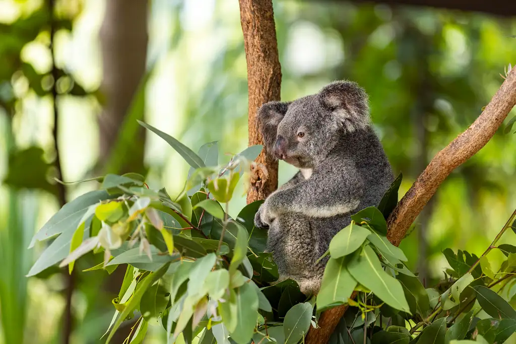 Selina Breakfast with Koalas | Magnetic Island