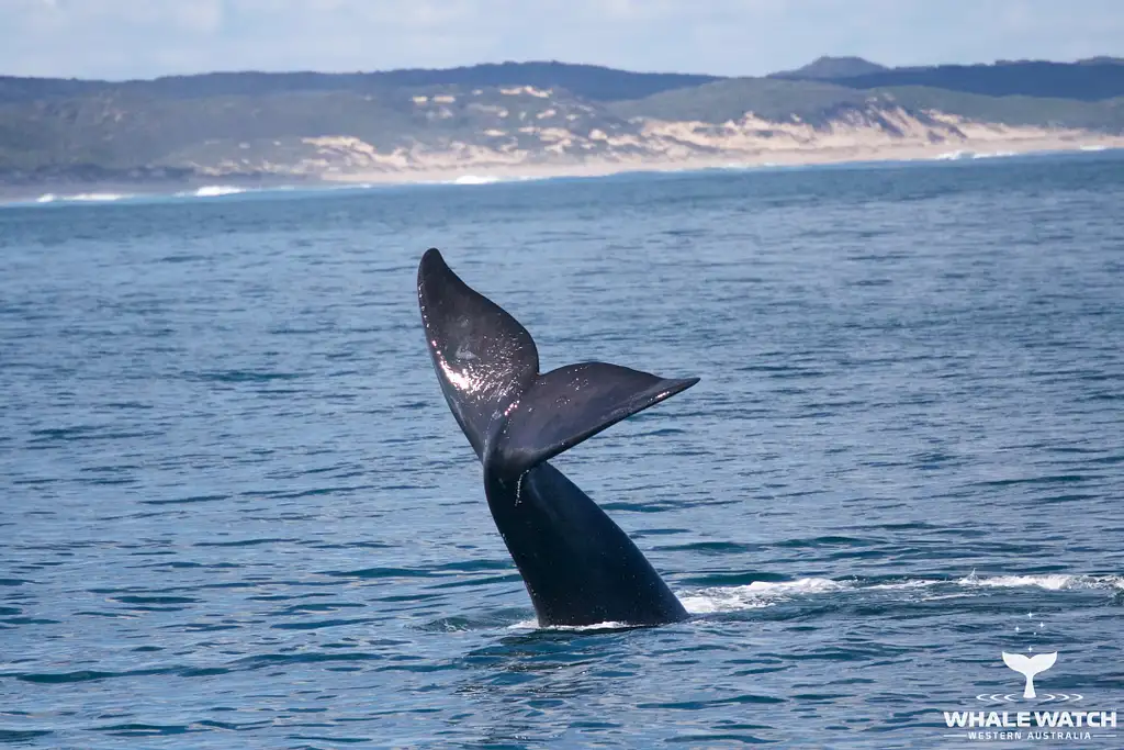 Whale Watch Experience AUGUSTA