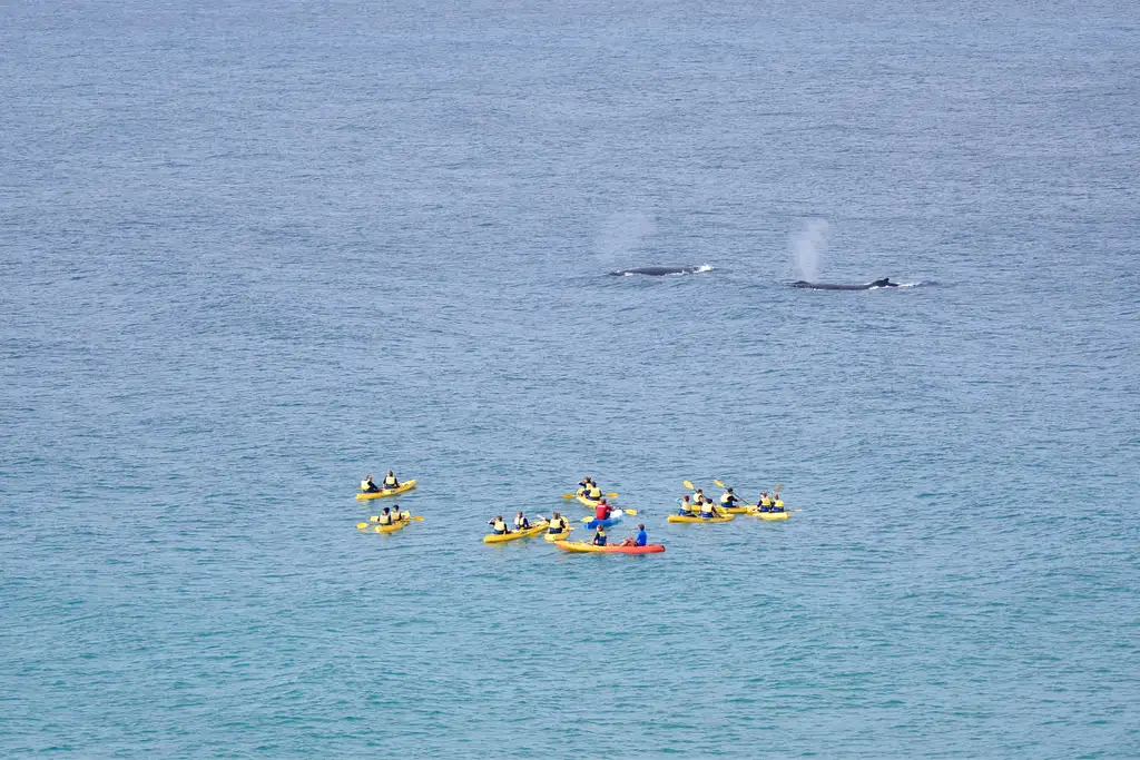 Whale Watching Ocean Kayaking & Beach 4X4 Tour | Noosa