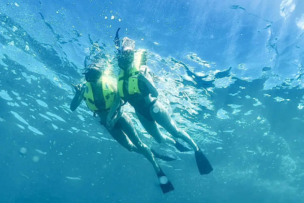 Wild Dolphins Swimming Experience