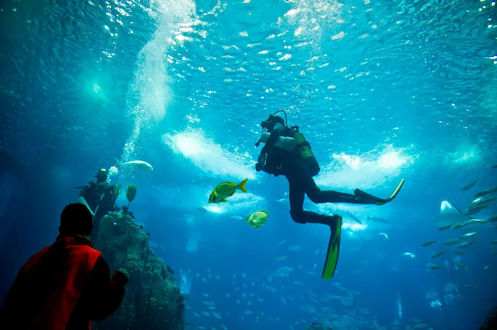 Nat Geo Day Tour: Oceanario Odyssey, A Behind-the-Scenes Experience