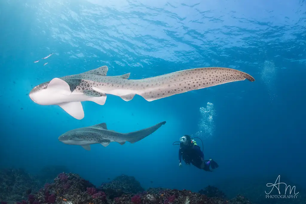 Introductory Dive Course At Julian Rocks