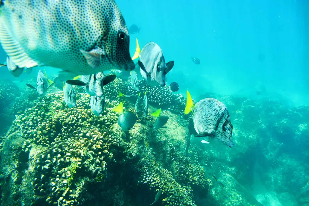 Glass Bottom Kayak/Snorkel Santa Maria & Chileno Bay