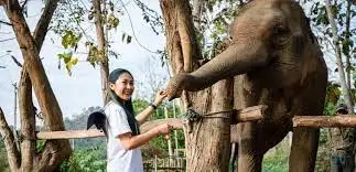 One Day Volunteer Program at Phuket Elephant Sanctuary