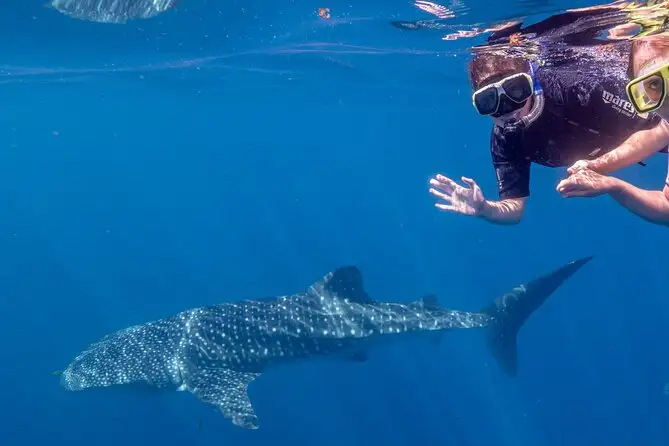 Deluxe Swim with Whale Sharks Tour | Departing Exmouth