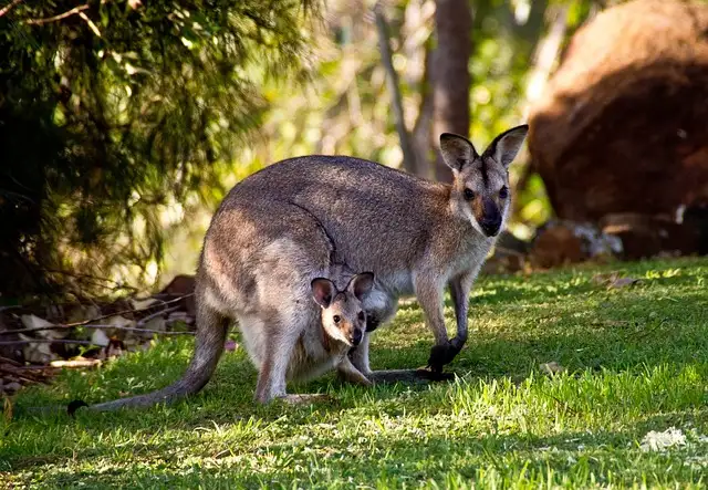 Roos, Blues & Views | Blue Mountains Tour with Scenic World