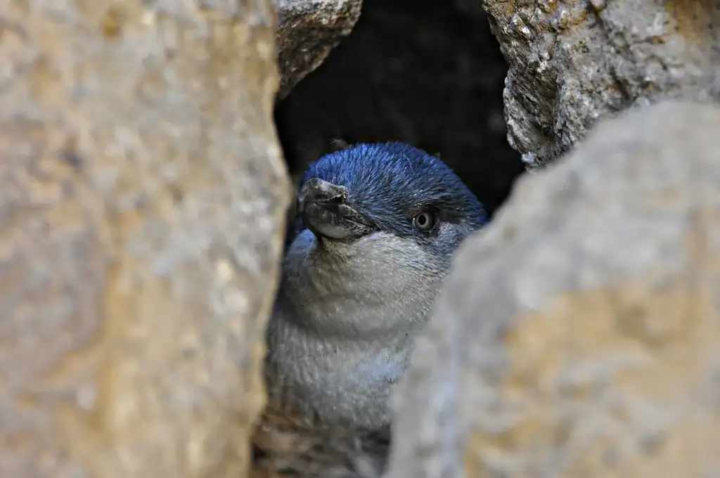 Blue Penguins Pukekura | Wildlife Tours - Dunedin