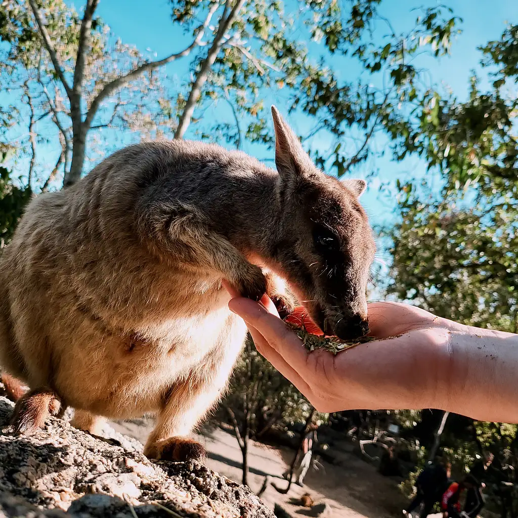 Uncle Brian's 2 Day Best of Both Worlds Tour: Atherton Tablelands & Cape Tribulation