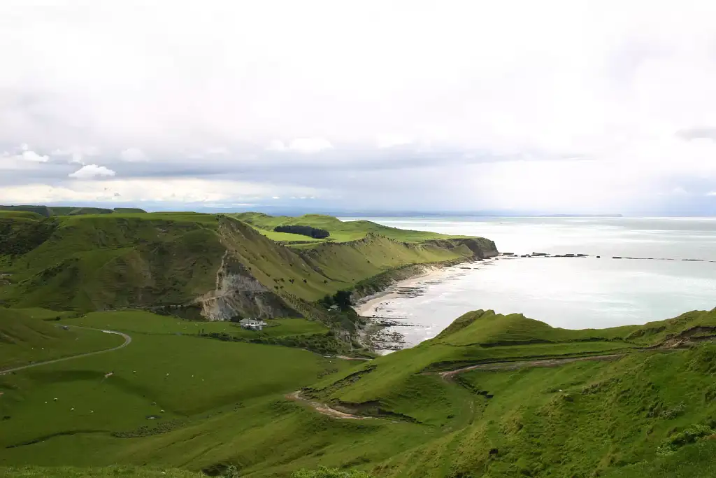 Hawke's Bay Gannet Tour