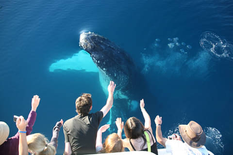 whale watch hervey bay  tour