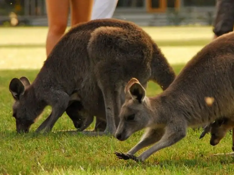 Great Ocean Road & Grampians 3 Day 2 Night Tour from Melbourne to Adelaide