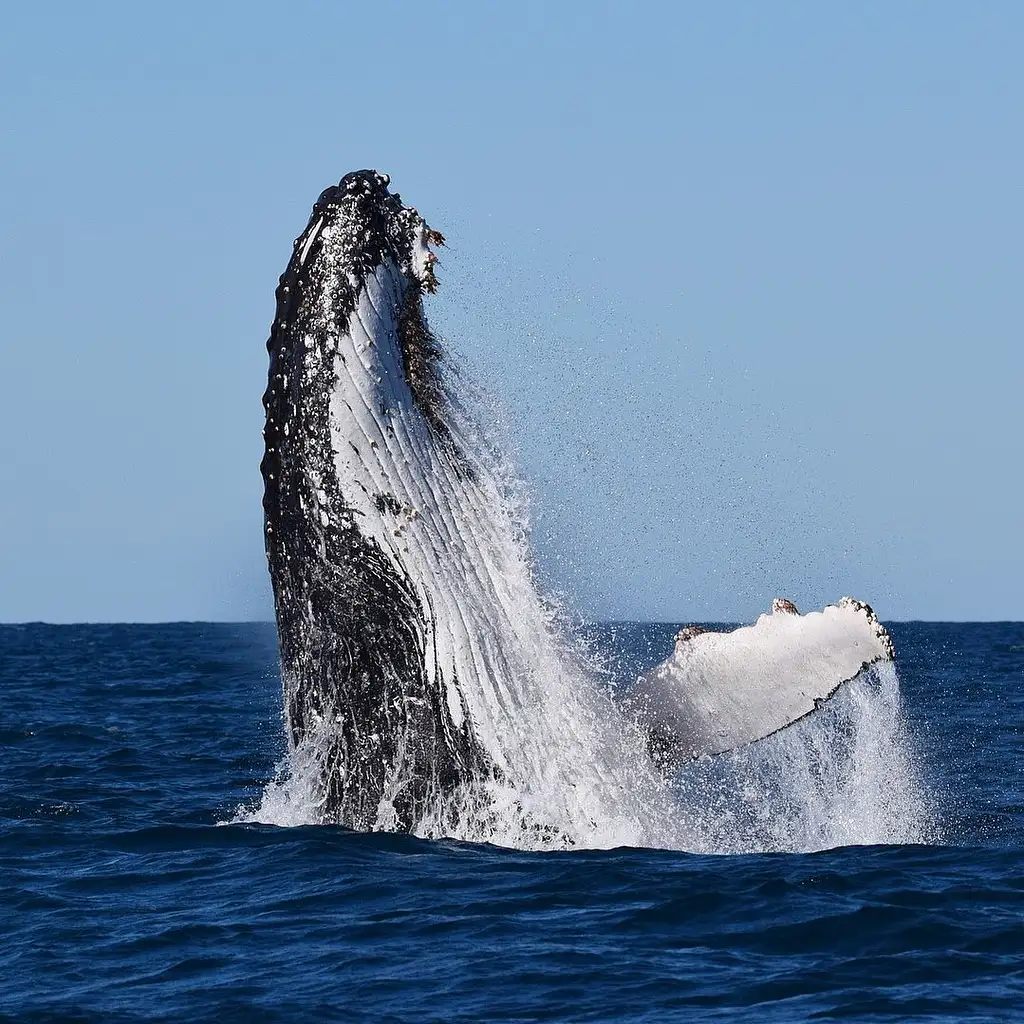 Sydney Whale Watching on Orca | Manly Wharf Departure