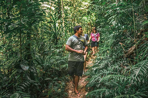 Daintree Walkabout